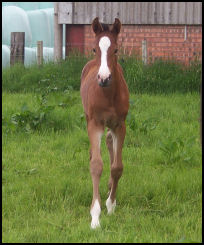 Blacklaw Cherry 2008 filly by Dramiro